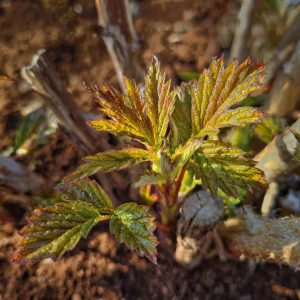 Read more about the article Himbeeren