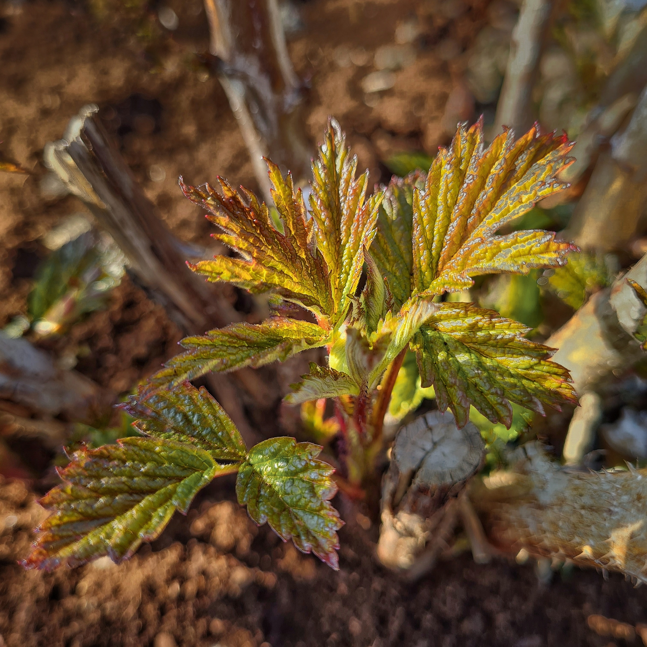 Read more about the article Himbeeren