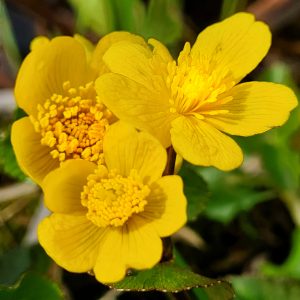 Read more about the article Sumpfdotterblume