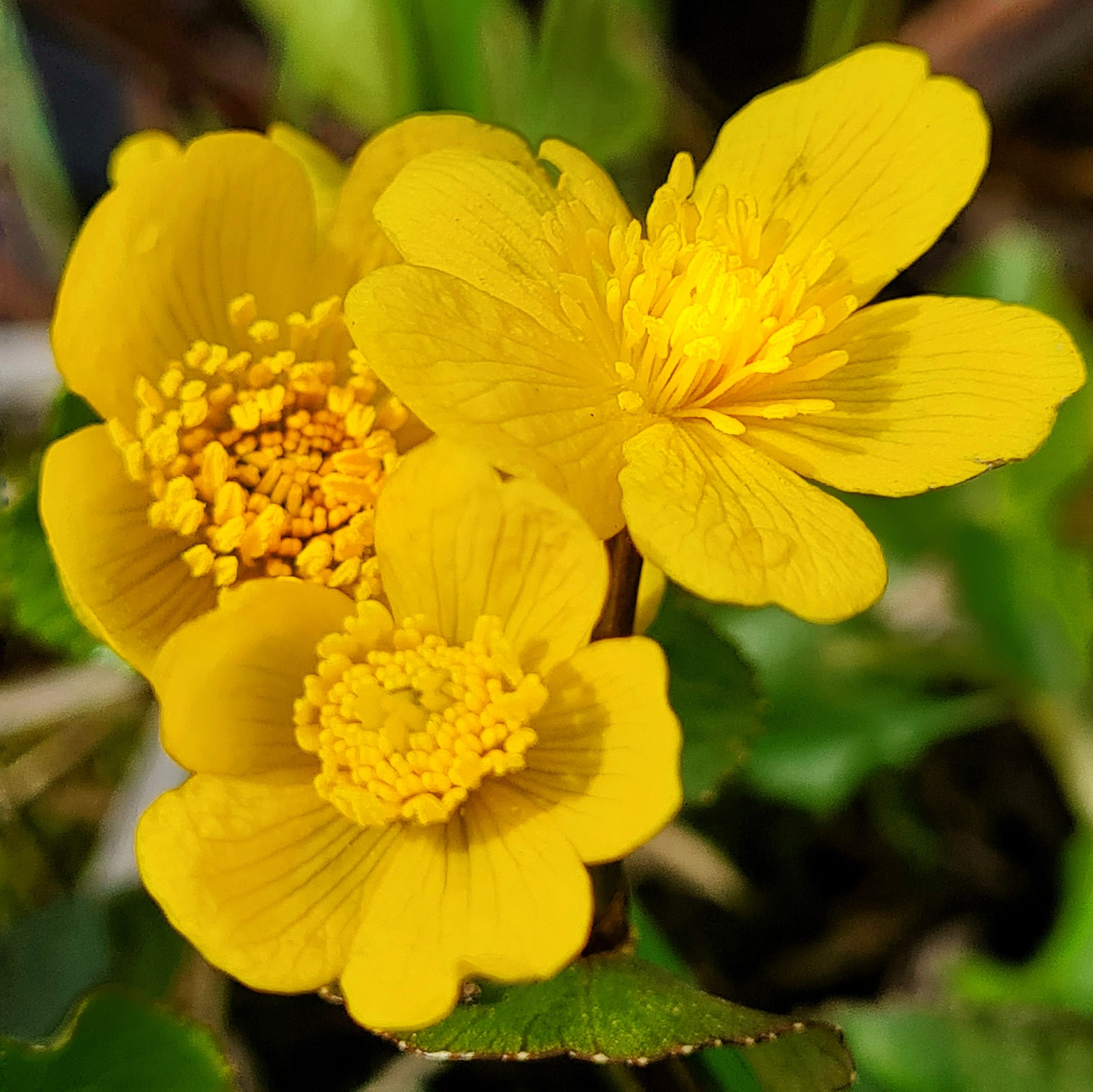 Read more about the article Sumpfdotterblume