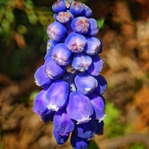 Read more about the article Traubenhyazinthe