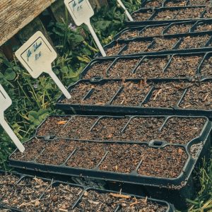 Read more about the article Aussaat trotz Regenwetter