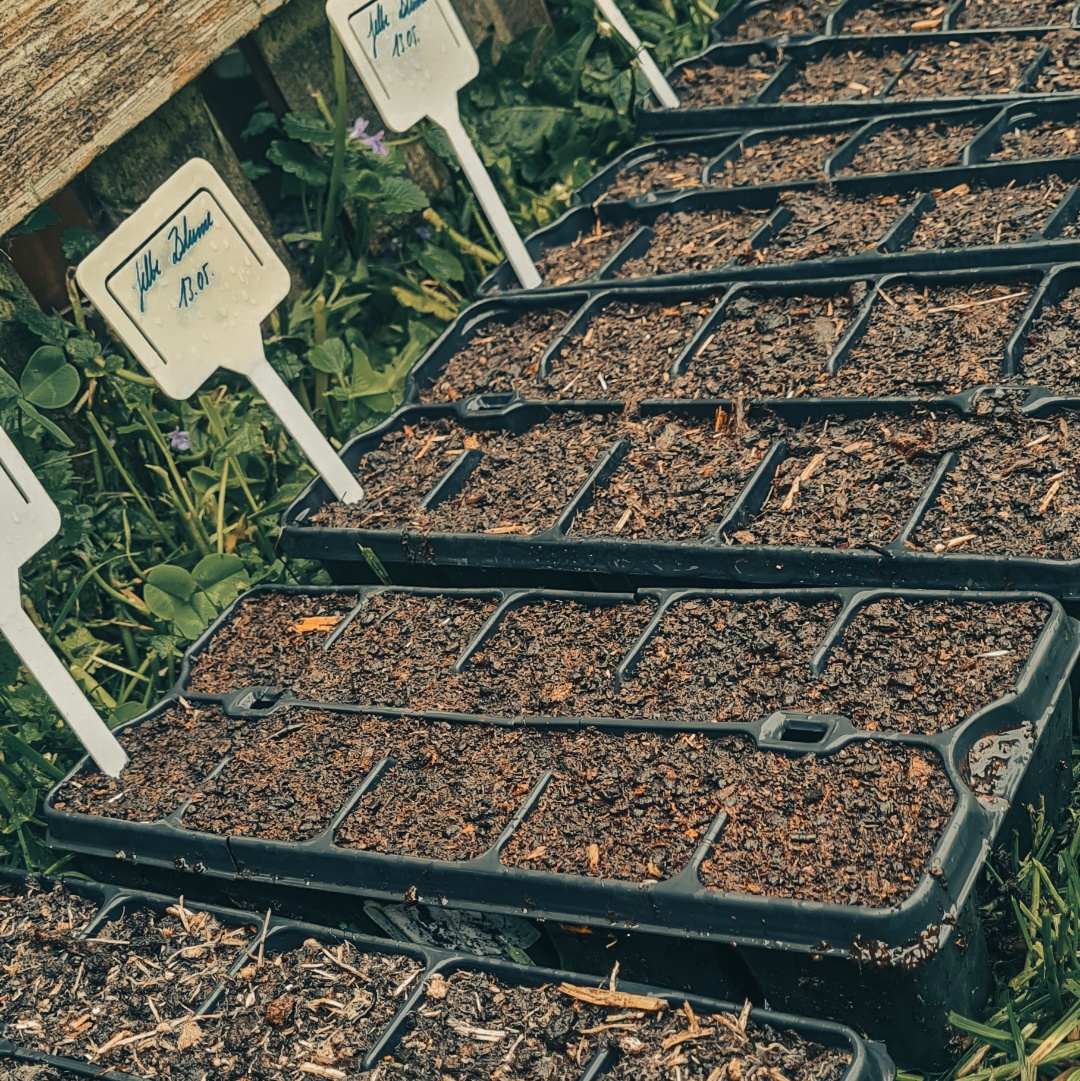 Read more about the article Aussaat trotz Regenwetter