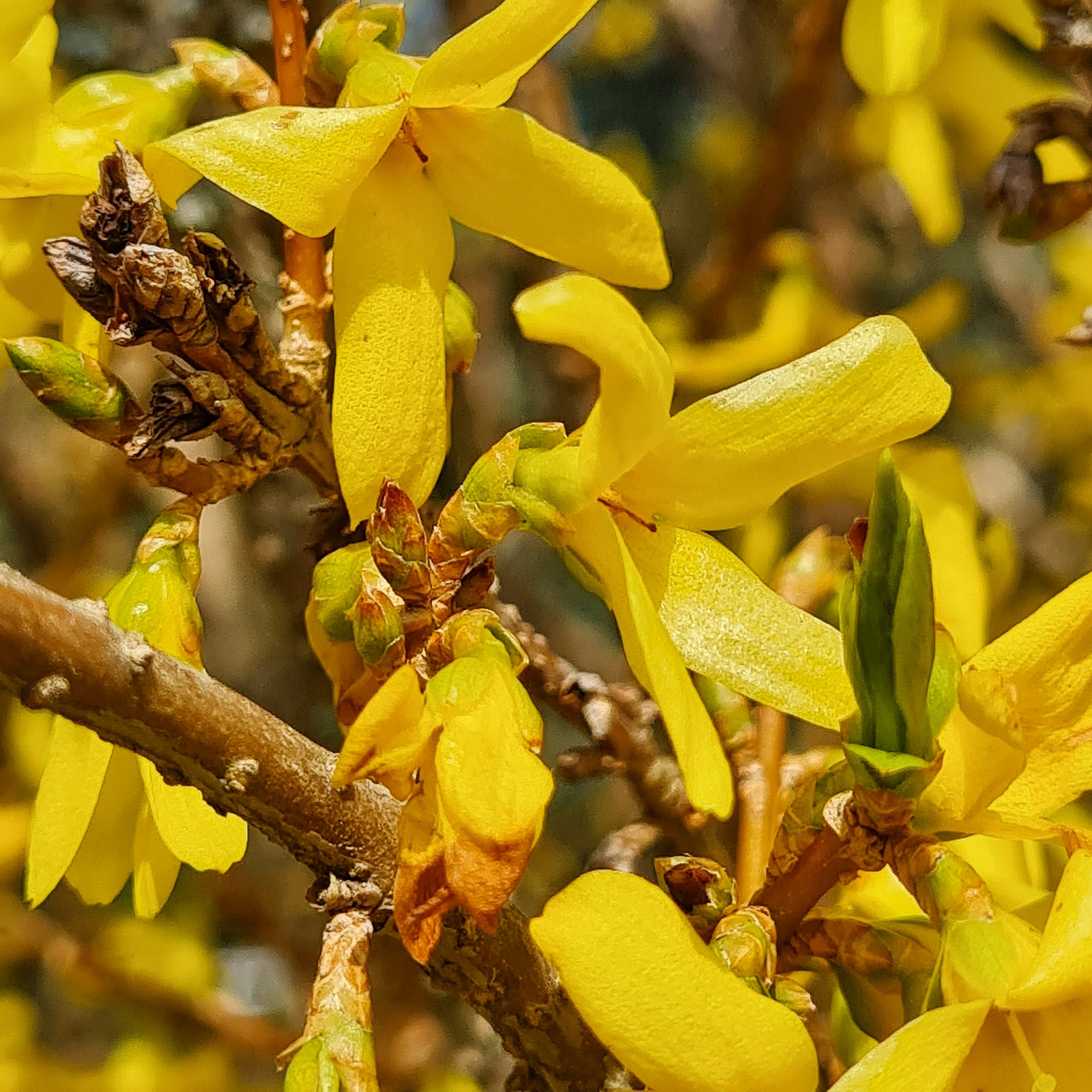 Read more about the article Forsythie
