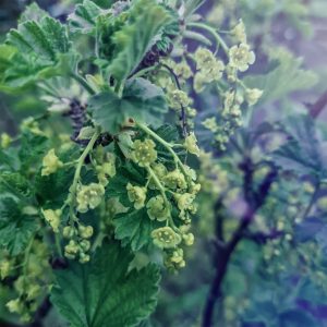 Read more about the article Strauch der Schwarzen Johannisbeere blüht