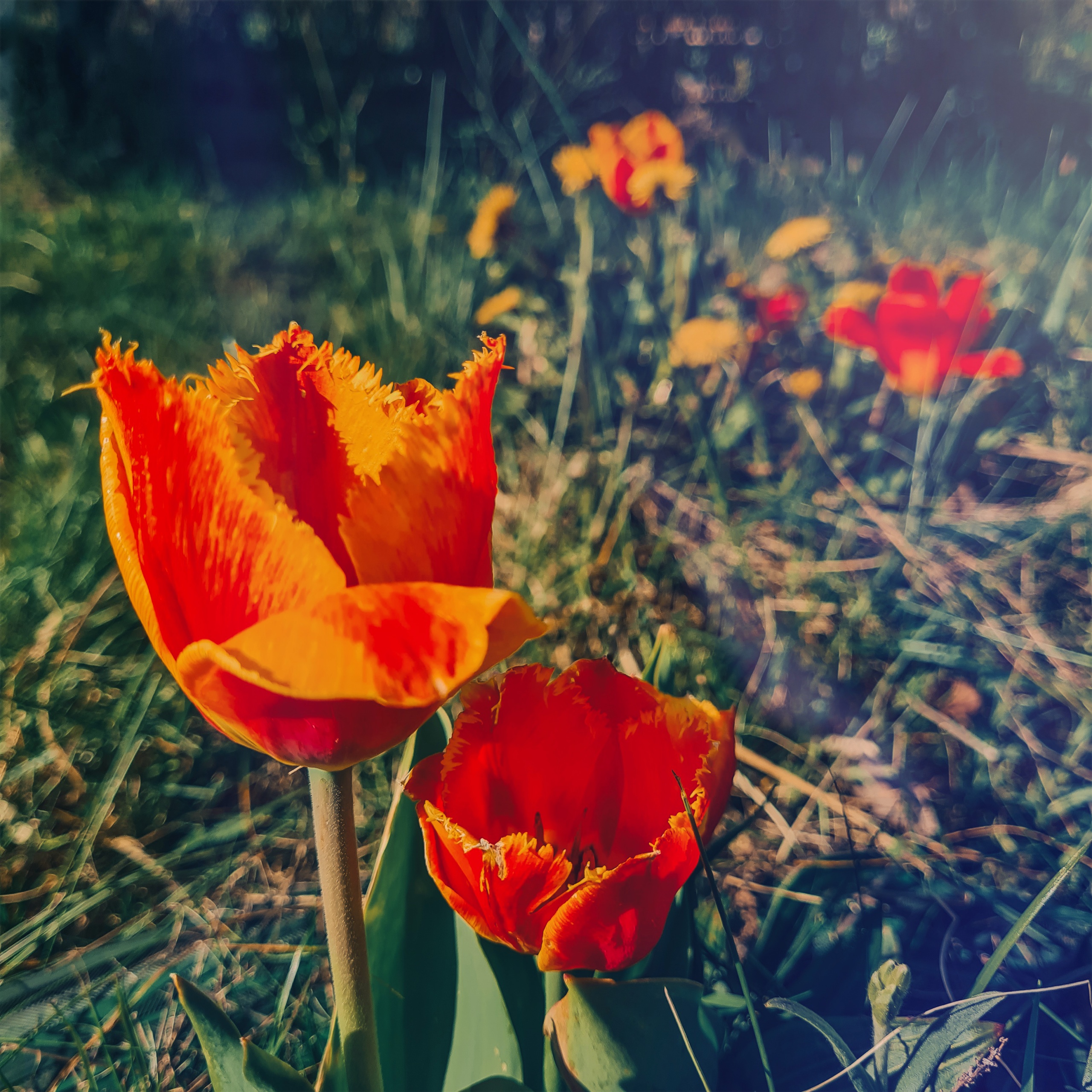 Read more about the article Zweifarbige Tulpen