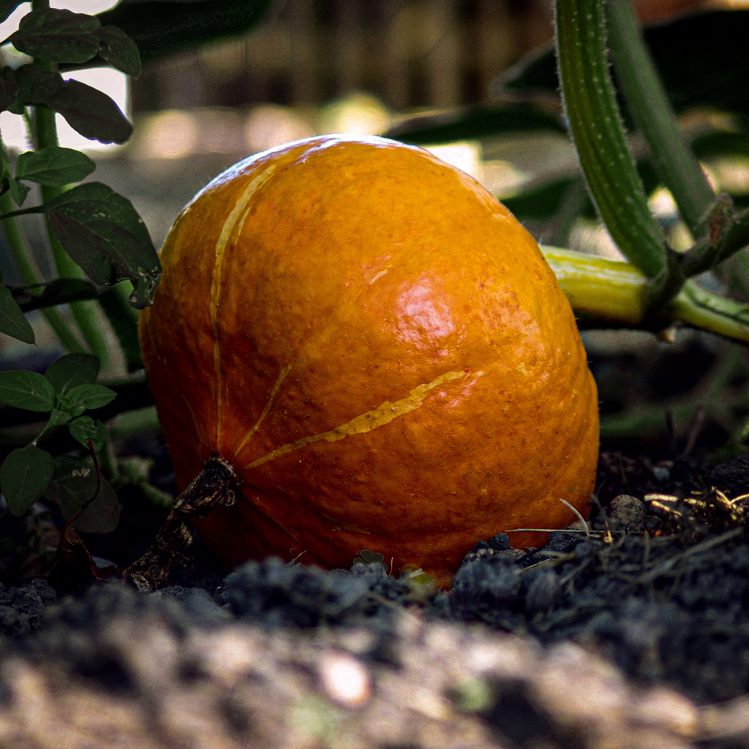 Read more about the article Hokkaidokürbis