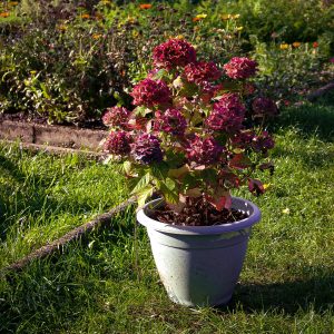 Read more about the article Hortensie im Herbst