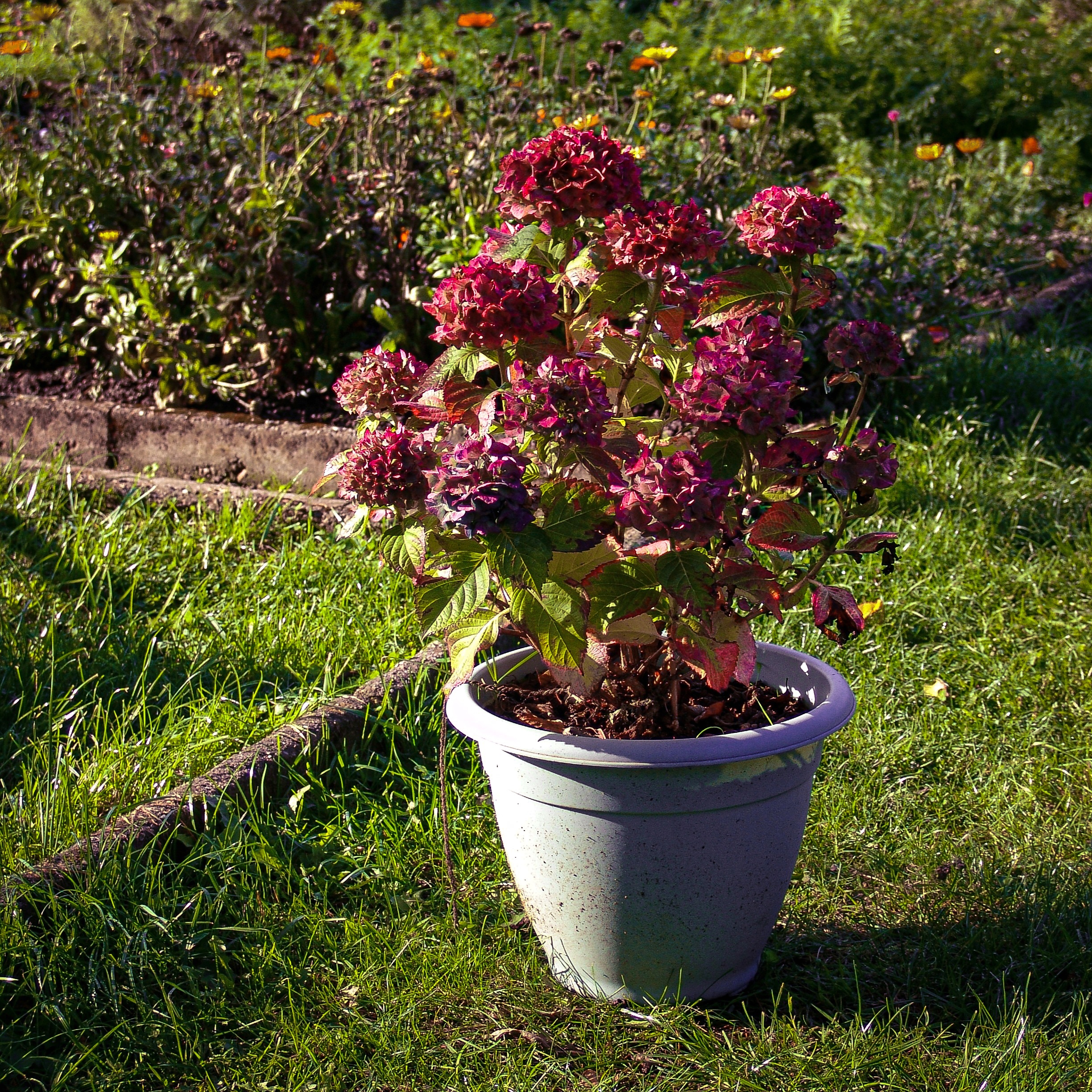 Read more about the article Hortensie im Herbst
